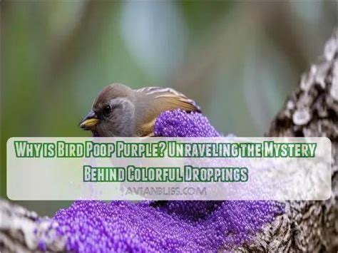 A Strange and Enigmatic Phenomenon: Unraveling the Mystery of Bird Droppings in Dreams