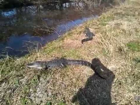 A Surprising Encounter: The Astonishing Friendliness of Alligators