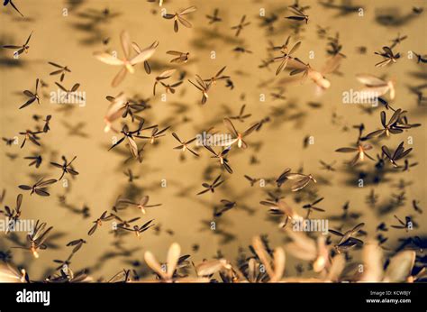 A Surreal Encounter: An Inexplicable Swarm of Insects