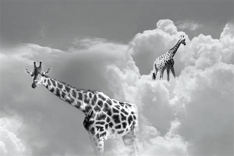 A Surreal Vision: The Elusive Ivory Giraffe