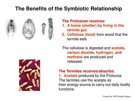 A Symbiotic Relationship: Advantages of Termite-Inspired Dwellings