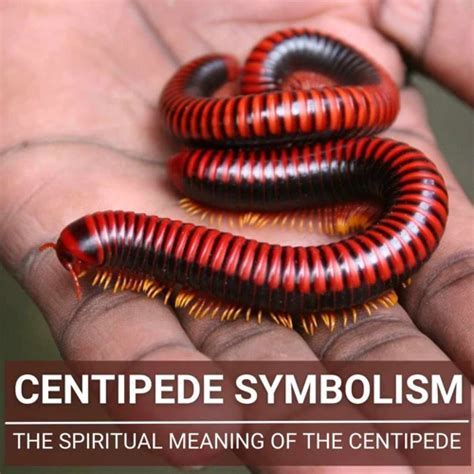 A Symbolic Analysis: Unveiling the Intriguing Presence of Enormous Centipedes in Our Subconscious