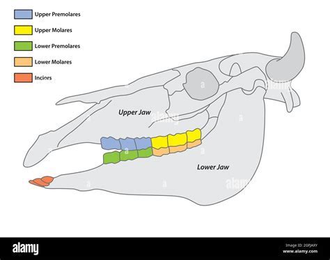 A Symbolic Analysis: Unveiling the Meaning behind Dreams of Bovine Dental Structures 