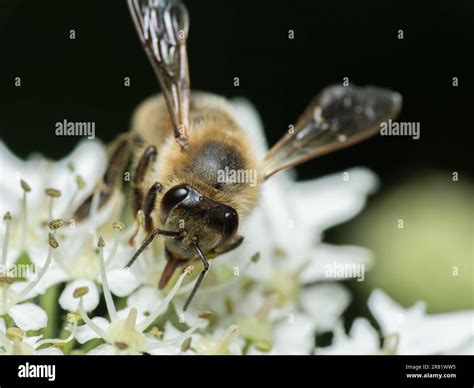 A Symbolic Exploration: Delving into the Meaning of Bugs on the Ceiling