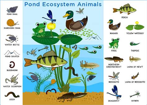 A Symphony of Colors: Discovering the Flora and Fauna of Pond Ecosystems