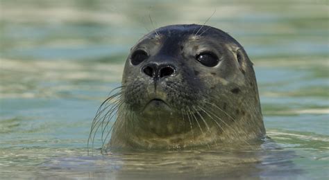 A Symphony of Sounds: Revealing the Vocalizations of Petite Seals