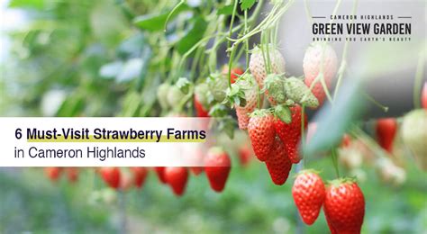 A Taste of Adventure: Exploring Strawberry Farms