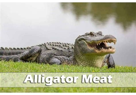 A Taste of the Wild: Exploring the Culinary Delights of Alligator Meat