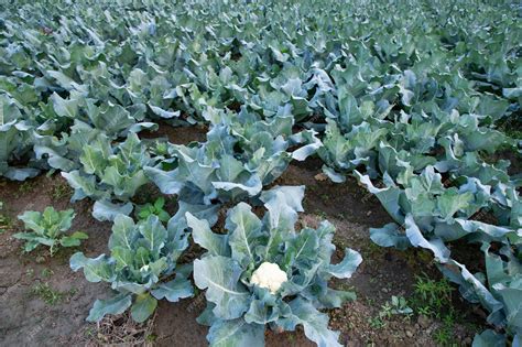 A Trip to the Cauliflower Farms: Unearthing the Farm-to-Plate Journey