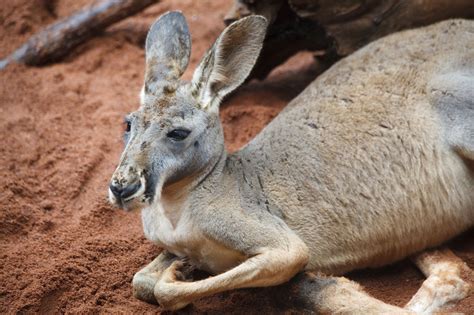 A Unique Choice: Why Consider Having a Kangaroo as a Companion?