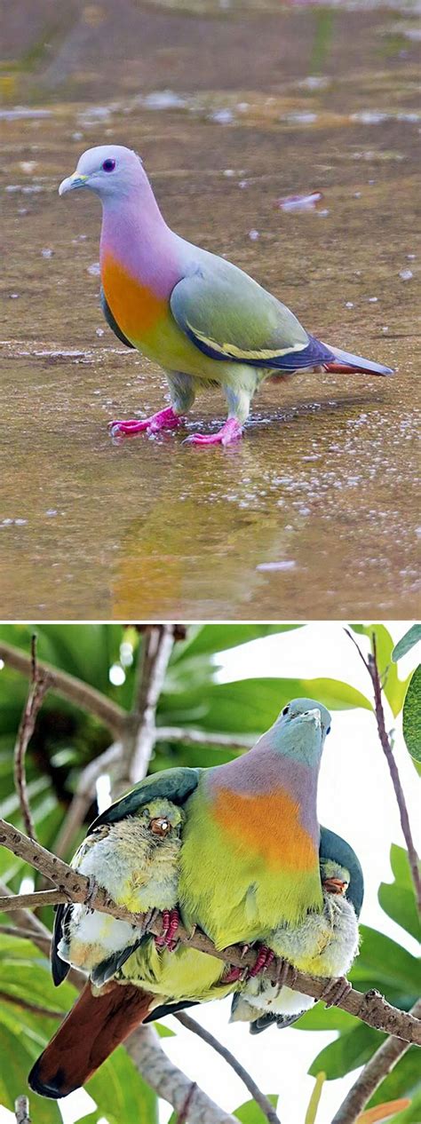 A Unique Encounter with a Majestic Pigeon