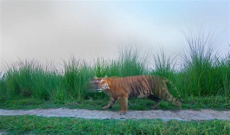 A Unique Perspective: Witness Tigers in a Whole New Light