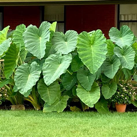 A Visual Delight: Unveiling the Exquisite Beauty of Elephant Ear Plants