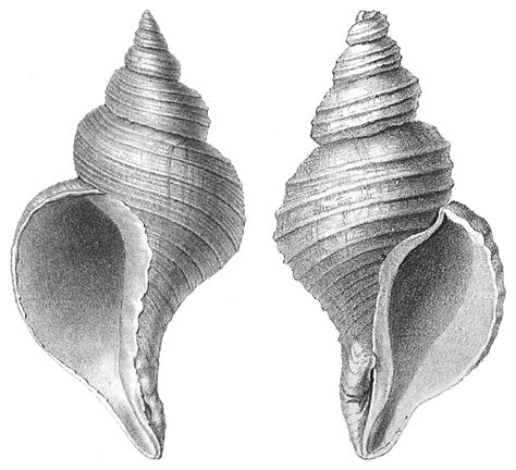 A Voyage Into the Mysterious: Unveiling the Marvels of Enormous Gastropods