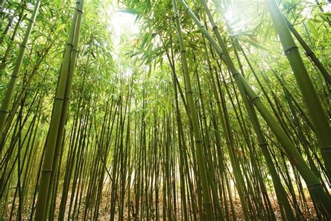 About The Renowned Bamboo: Life Story and Years Lived