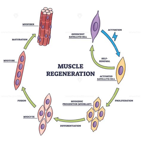 Accelerated Recovery and Muscle Regeneration