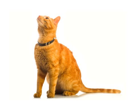 Achievements and Milestones of Ginger Kitty