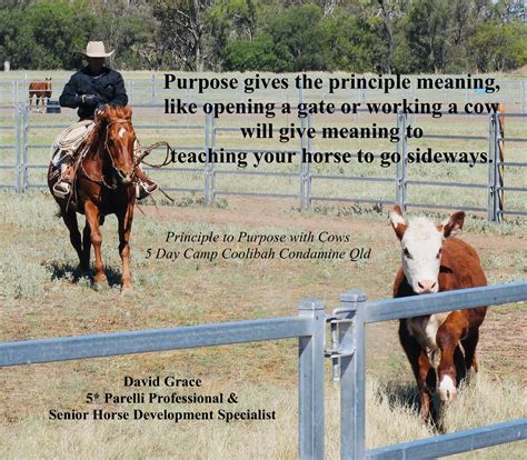 Achieving Harmony: Mastering the Art of Natural Horsemanship