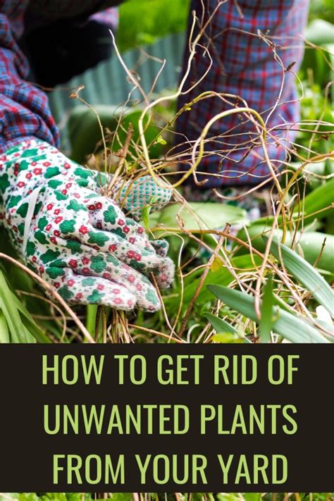 Achieving a Garden Free from Unwanted Plants