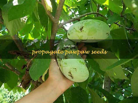 Achieving a Serene Sanctuary: Advice for Cultivating Exquisite Pawpaw Orchards