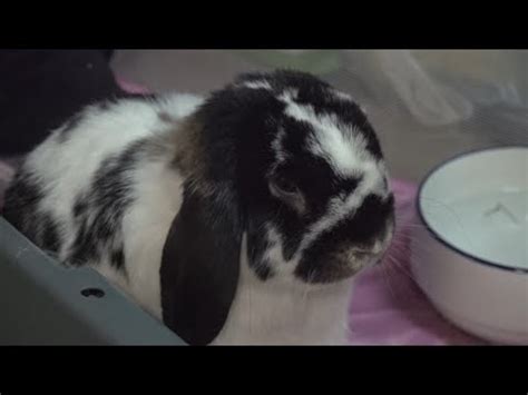 Achieving the Rabbit Bliss: A Section for Aspiring Bunny Enthusiasts