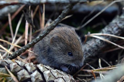 Acknowledging the Versatility and Resourcefulness of Mice