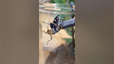 Acrobats of the Insect World: The Impressive Leaping Skills of These Arachnids