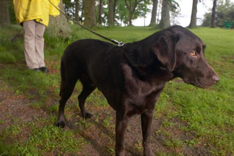 Activities and Exercise Recommendations for Ebony Retrievers