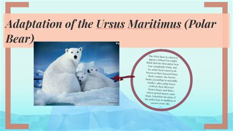 Adaptation Techniques of Arctic Ursus Maritimus