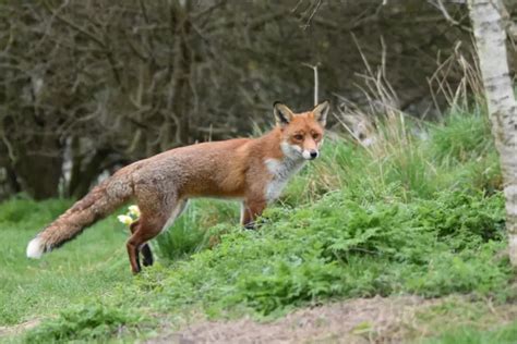 Adaptation and Survival: How Feral Foxes Thrive in Their Natural Habitat