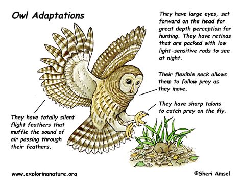 Adaptation of Colorful Owls to Their Surroundings