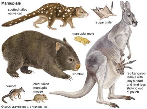 Adapting to Size: Unique Characteristics of Enormous Marsupials