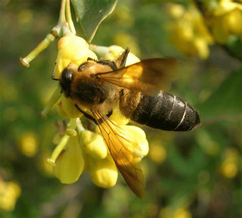 Adapting to the Remarkable Habitat of Enormous Bees