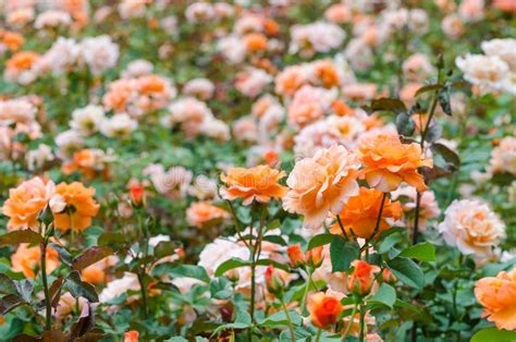 Adding a Touch of Warmth: The Beauty of Orange Roses in Garden Design