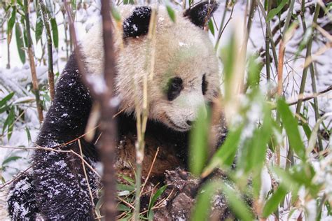 Admiring the Stunning Elegance of Snowy Pandas in their Natural Habitat