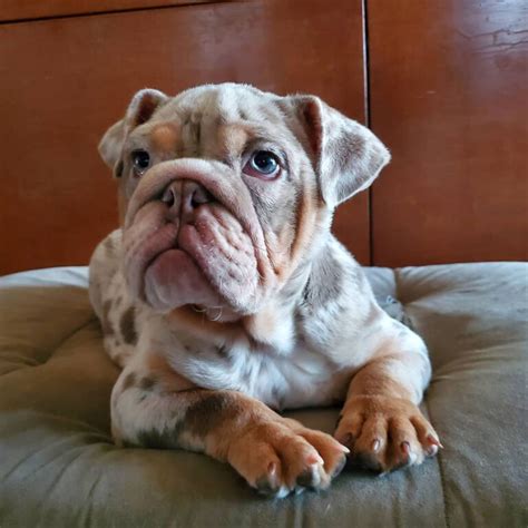 Adopting a Bulldog Puppy: Turning Fantasies into Reality 