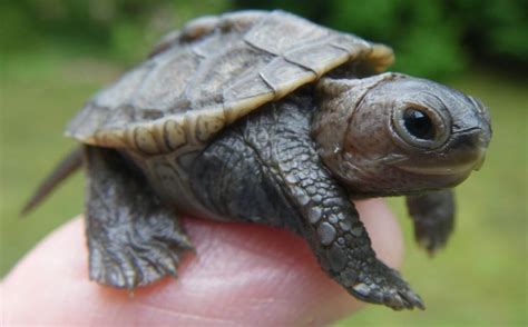 Adorable or Threatening? The Cute Faces of Teeny Terrapins