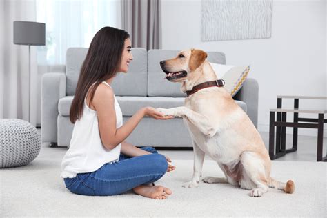 Advantages of Having a Female Canine Companion