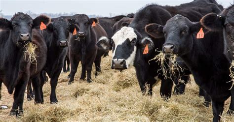 Advantages of Promoting Robust Cattle in Farming Strategies