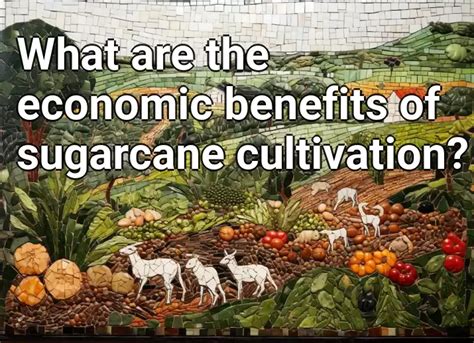 Advantages of cultivating sugarcane: Economic and Environmental