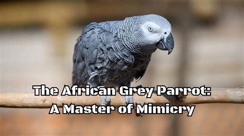 African Grey Parrots: Masters of Mimicry and Impersonation