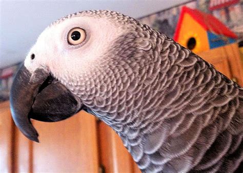 African Grey Parrots as Pets: What You Should Know