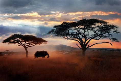 African Wilderness: Discovering the Untamed Splendor of the Serengeti