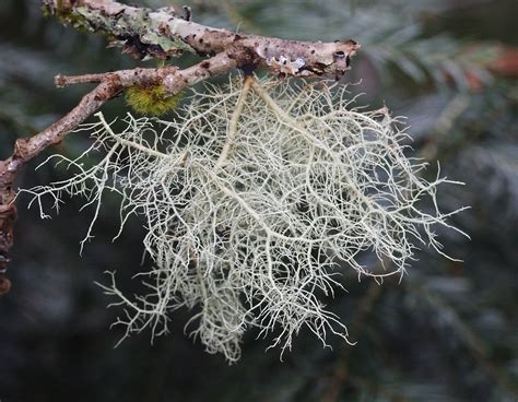 Age Matters: How Many Springs Has Usnea Lichen Seen?