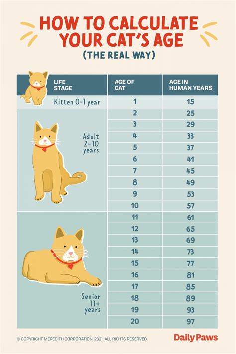 Age and Height of Cat Anne