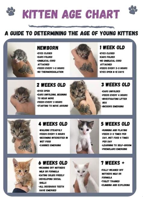 Age is Just a Number: Demystifying Platinum Kitten's Age