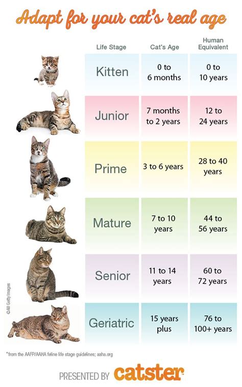 Age is Just a Number: How Old is Wifi Kitten?