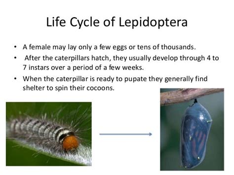 Age of Lepidoptera: how long do they live?