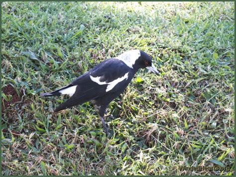 Age of Magpie: How Old is She?