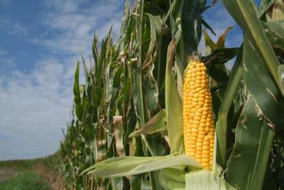 Agricultural Wonder: Maize as a Staple Crop